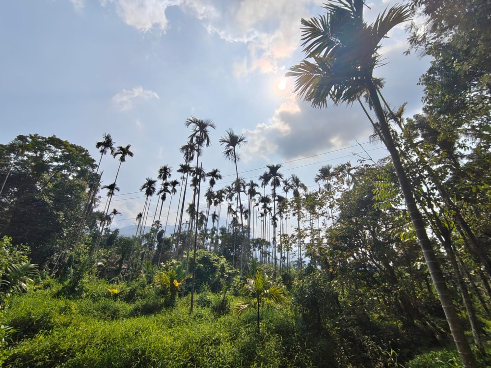 Land for Sale in Padinjarathara, Wayanad