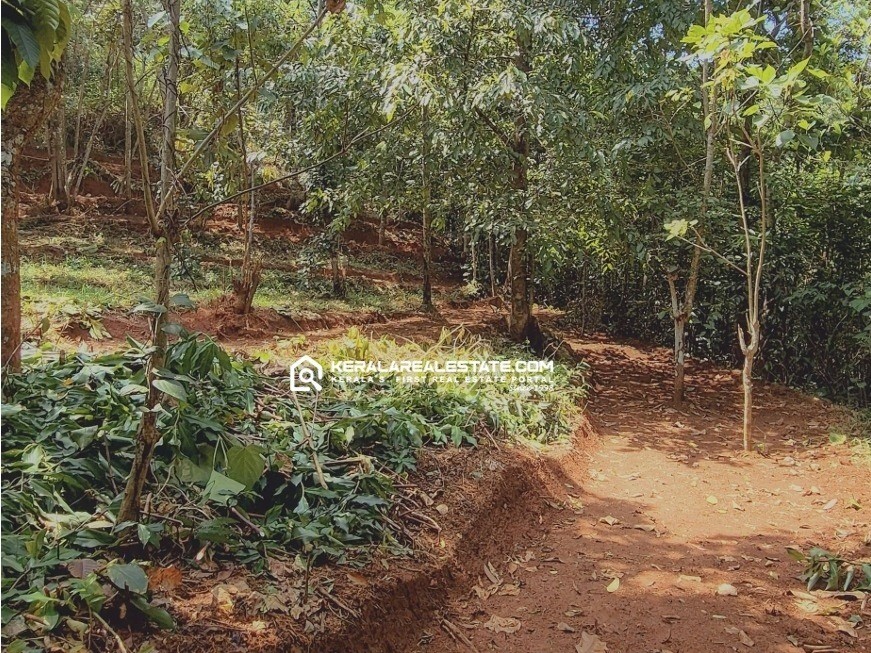 5.5 ACRES OF PRIME LAND FOR SALE IN ANAVIRATTY, IDUKKI