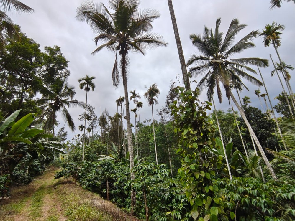 Farmhouse Property for Sale in Vattathani, Wayanad 