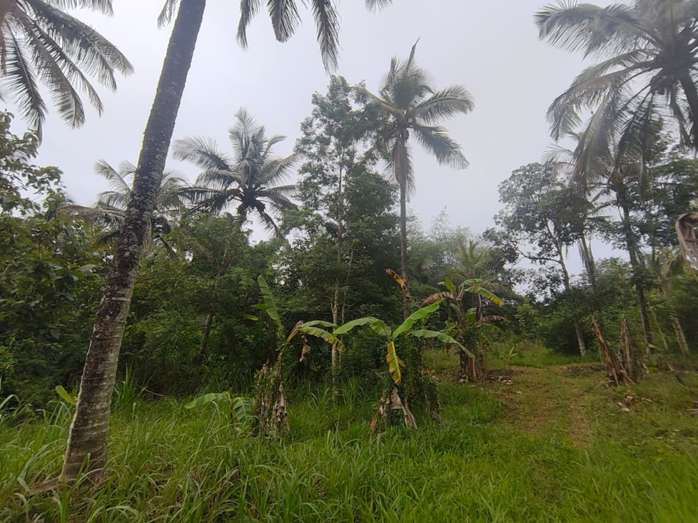 Premium Resort Land for Sale in Pulpally, Wayanad