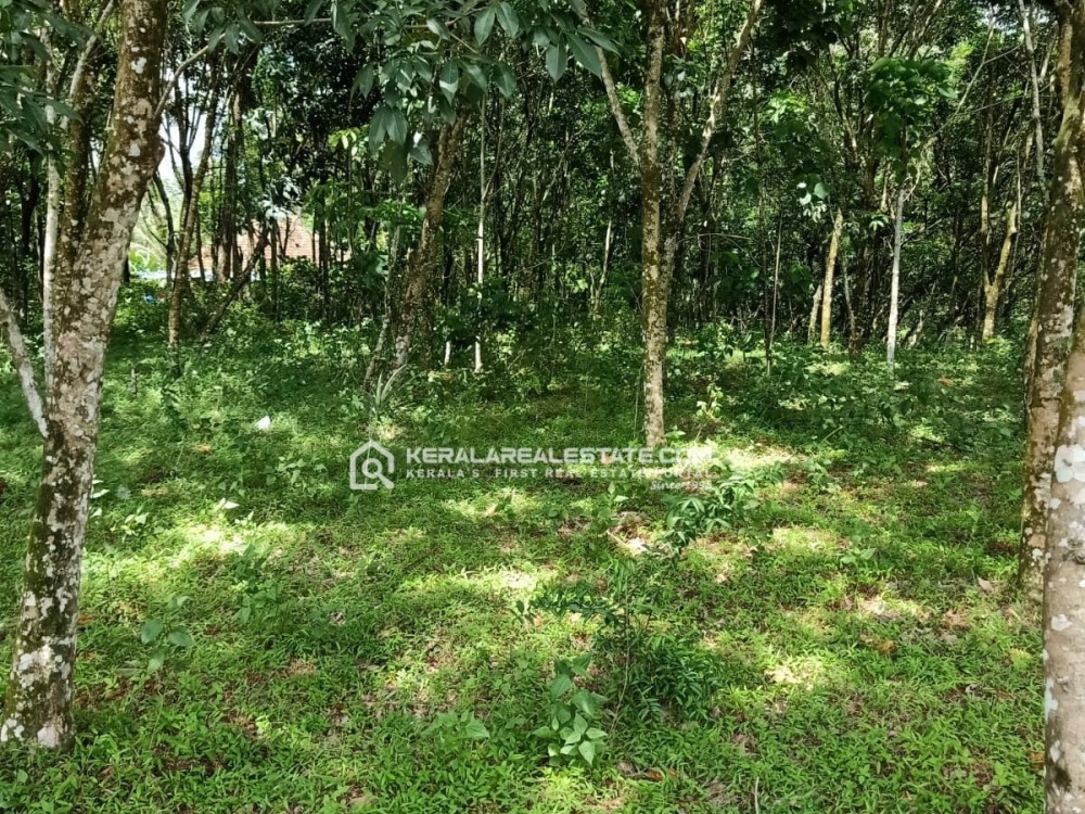 PRIME 65 CENTS OF LAND FOR SALE IN KOTHANALLOOR, KOTTAYAM