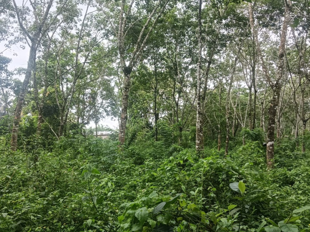 Riverside Property for Sale in Panamaram, Wayanad 