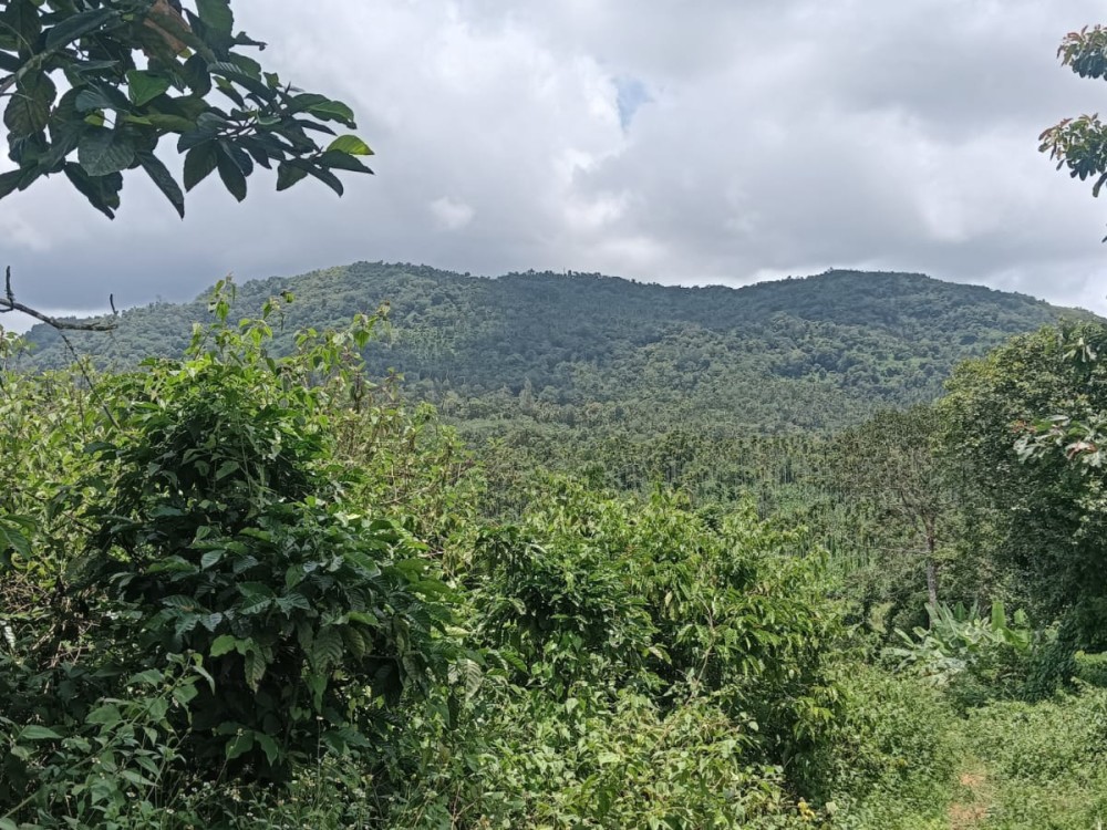 Land for Sale in Wayanad 