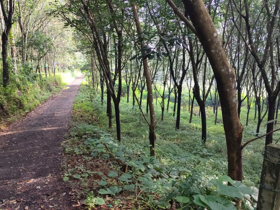 Land for Sale in Perumbavoor, Ernakulam 