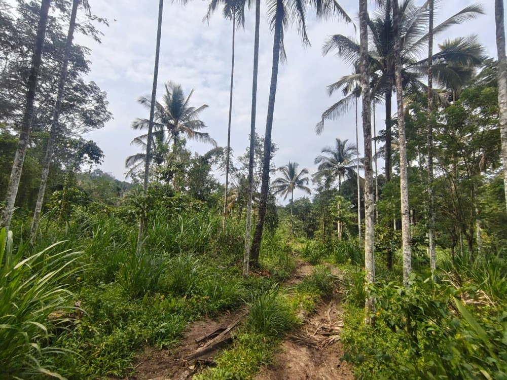 Land for Sale in Wayanad