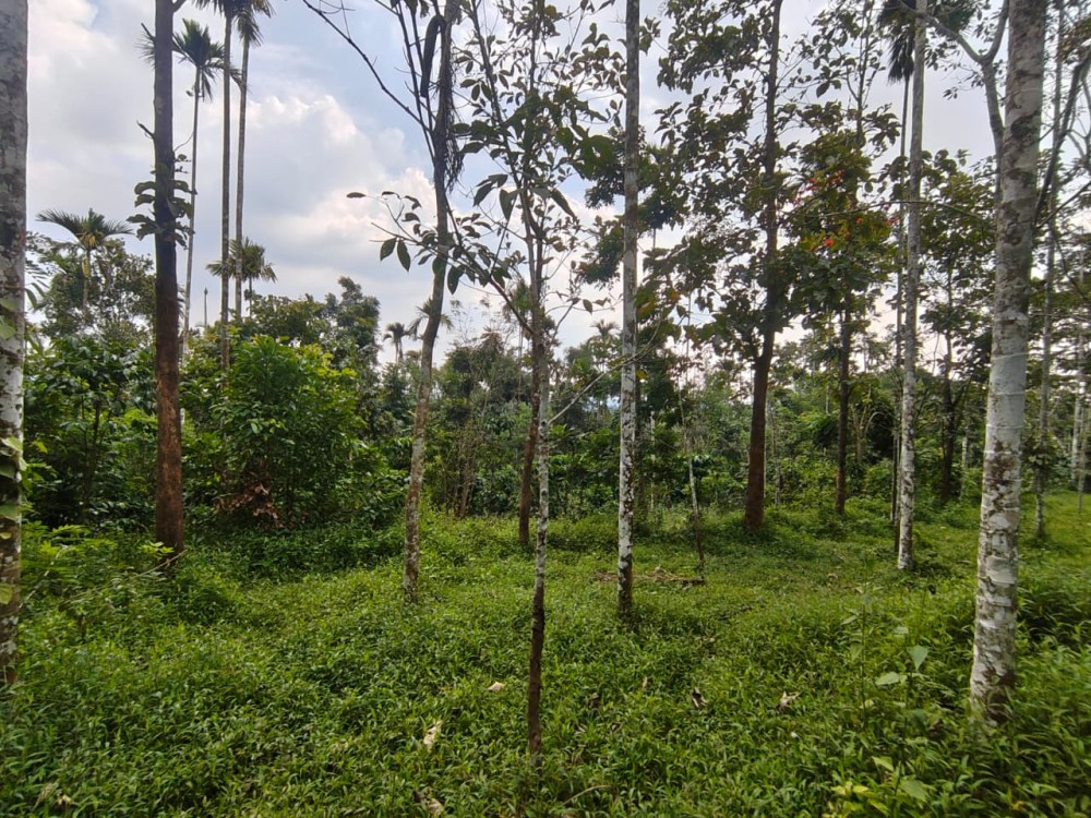2 ACRE PREMIUM TOURISM / INVESTMENT PROPERTY FOR SALE IN IRULAM, WAYANAD 