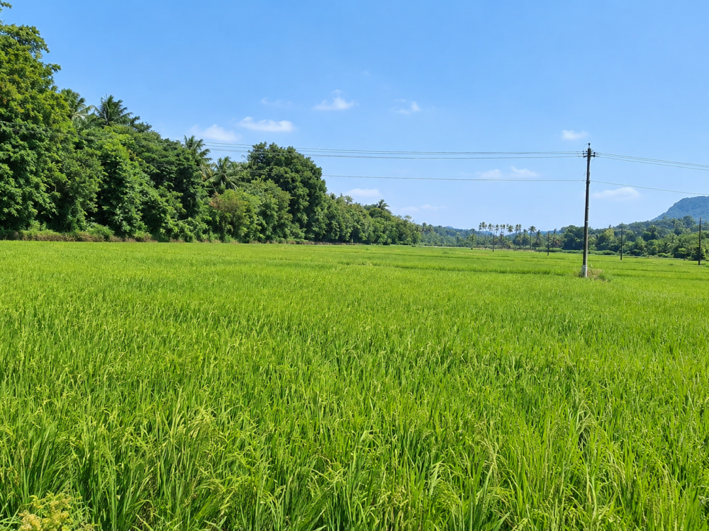  AGRICULTURAL LAND FOR SALE IN VAVULYAMKAD, MANGALAM, VADAKKENCHERY,PALAKKAD