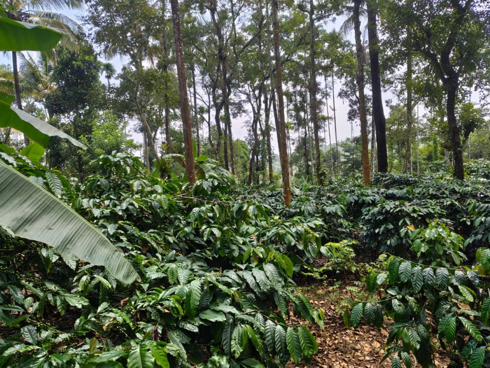 Prime Land for Sale in Neervaram, Wayanad 