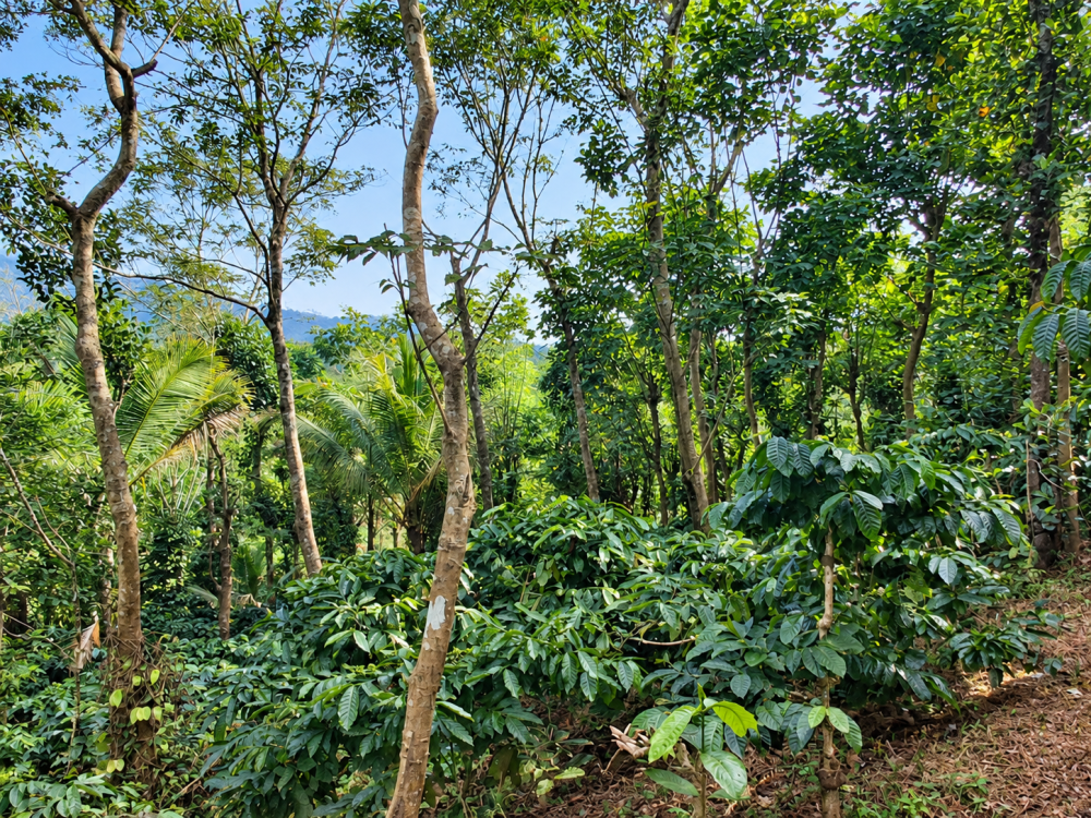 Wayanad : 3 Acres  - Scenic view  -  Stream boundary - Agriculture returns - Jenmam Title 