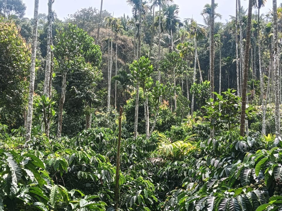 1.65 Acres Coffee Land with Small House for Sale in Anjukunnu, Wayanad 
