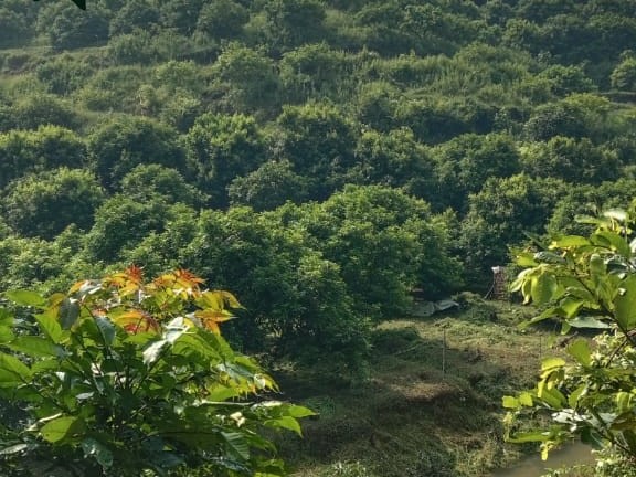 20 Acre Rambutan Plantation for Sale in Kasaragod