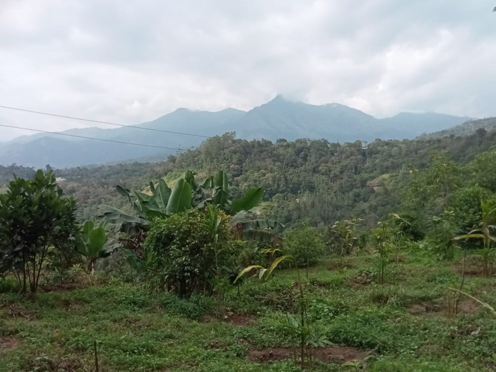 Land with Cardamom Plantation for Sale in Rajakkad, Idukki