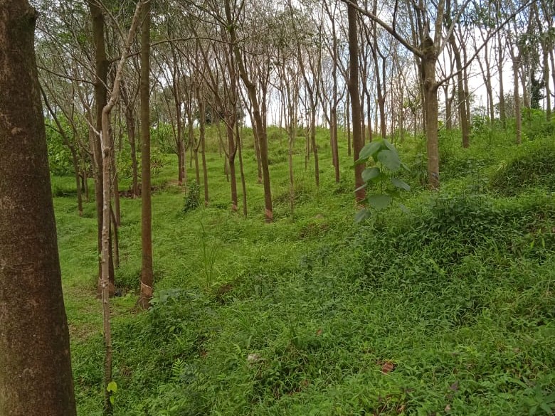 5.25 ACRES OF LAND FOR SALE IN MANGULAM, MUNNAR, IDUKKI