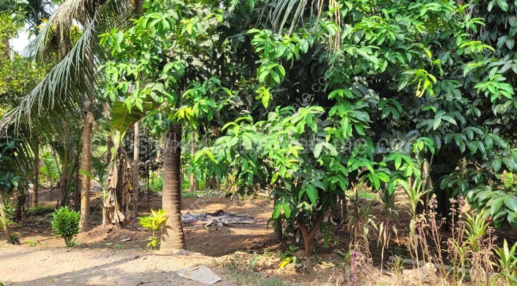 Land for Sale at Annamanada, Near Chalakkudy, Thrissur