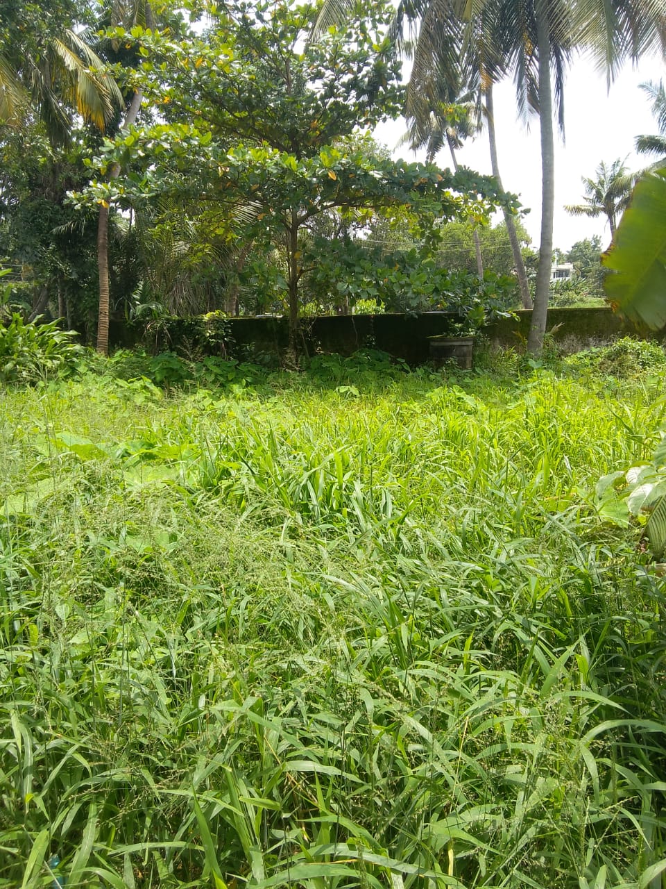 Land for Sale in Ambedkar Road, Vennala, Ernakulam