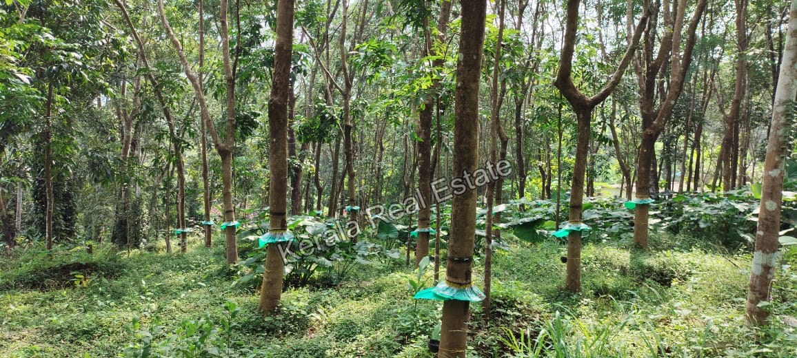 Rubber Plantation for Sale at Amanakara, Ramapuram, Kottayam