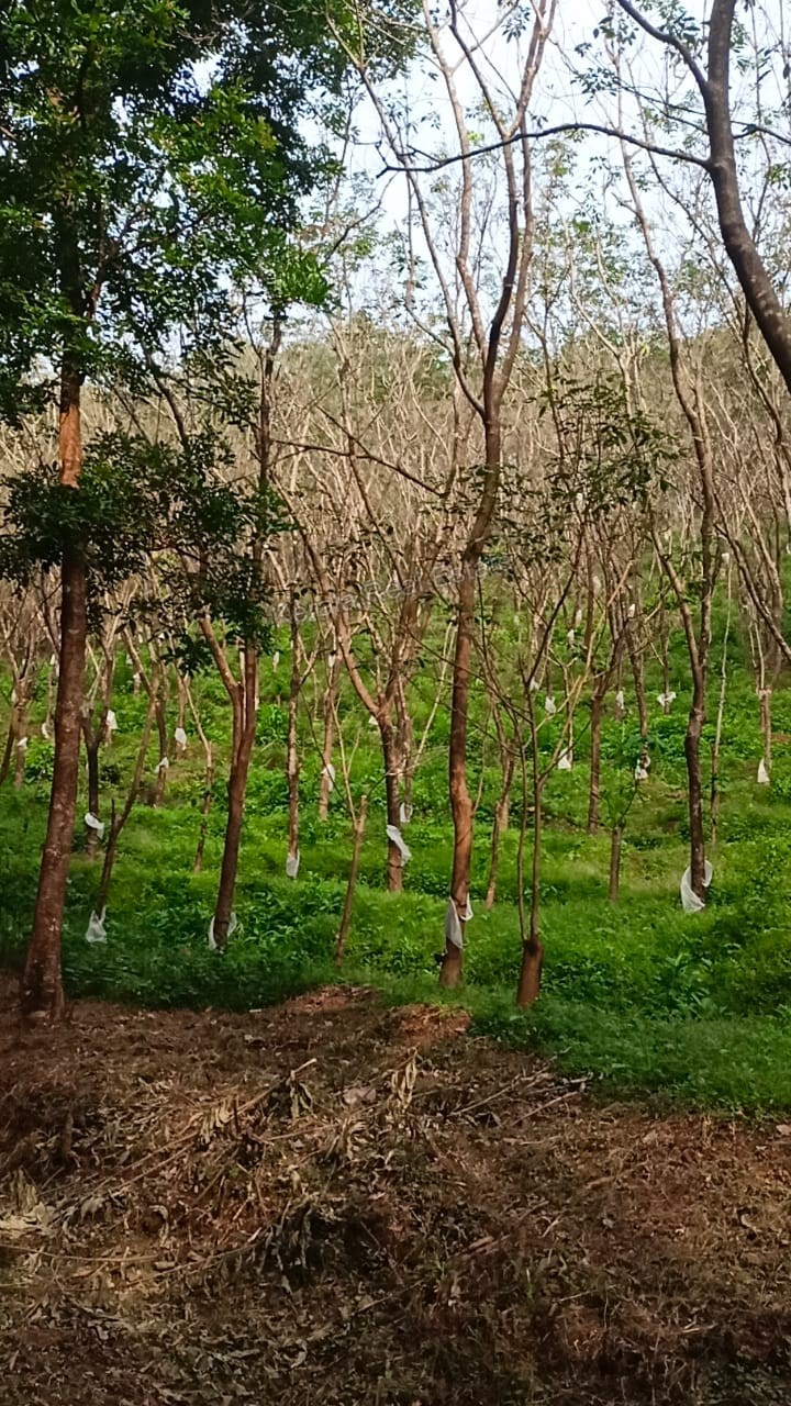 Land for Sale at Iritty, Kannur