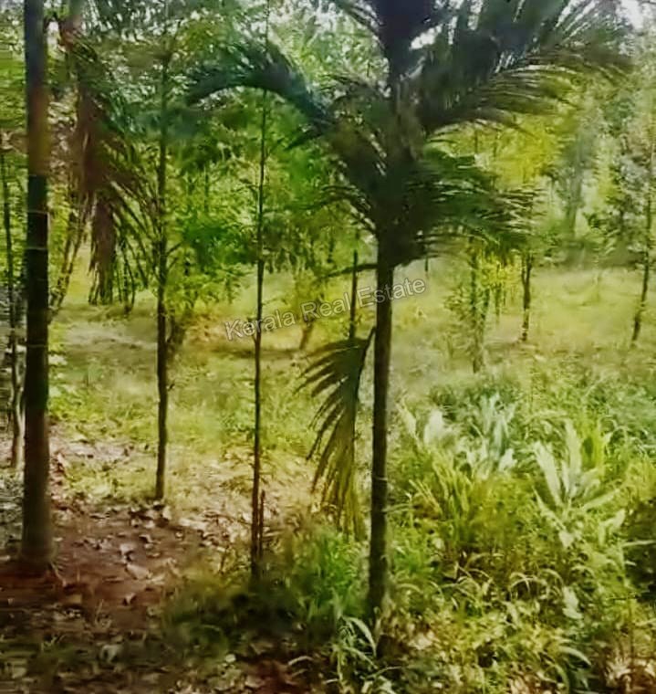 Land for Sale at Airapuram, Near Rubber Park, Perumbavoor, Ernakulam