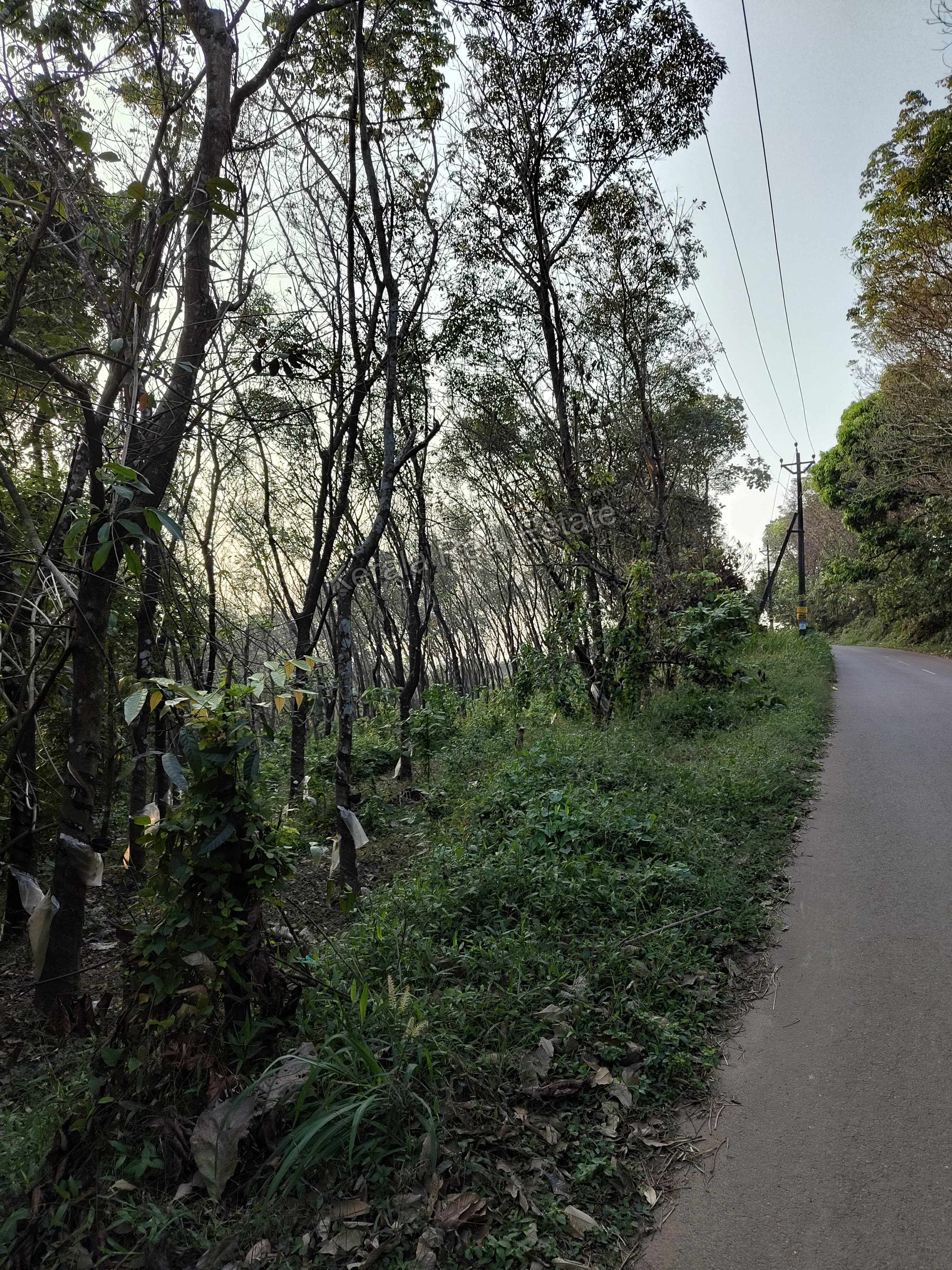 Rubber Plantation for Sale at Cheeratta Mala, Malappuram