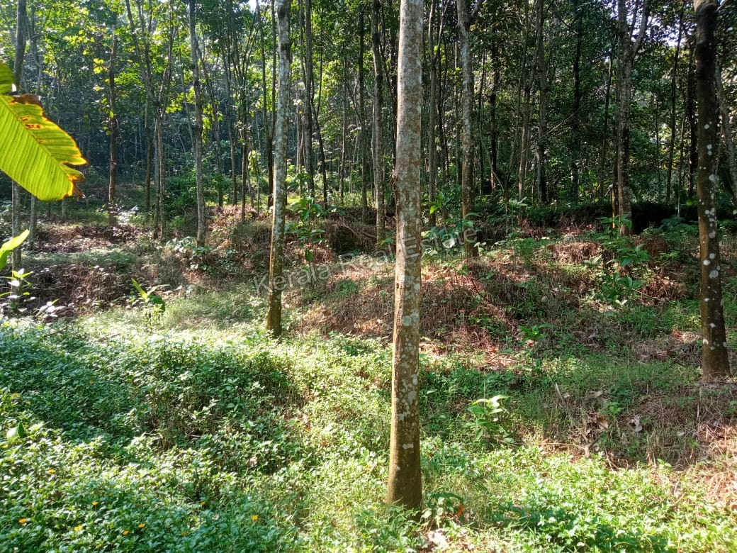 Rubber Plantation for Sale at Methala, Perumbavoor, Ernakulam