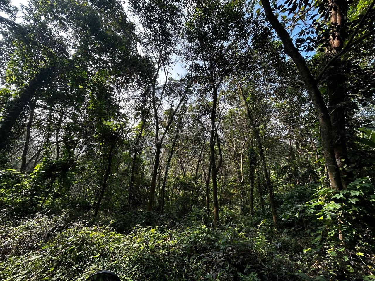 Rubber Plantation for Sale at Ranni, Pathanamthitta 