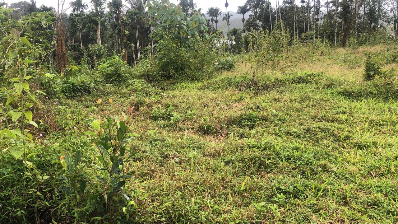 Land for Sale at Muttil South, Wayanad