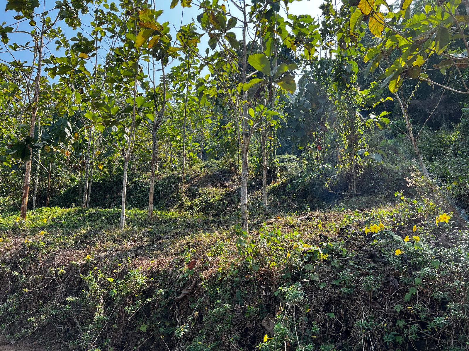Plot for Sale at Meenkunnam, Muvattupuzha, Ernakulam