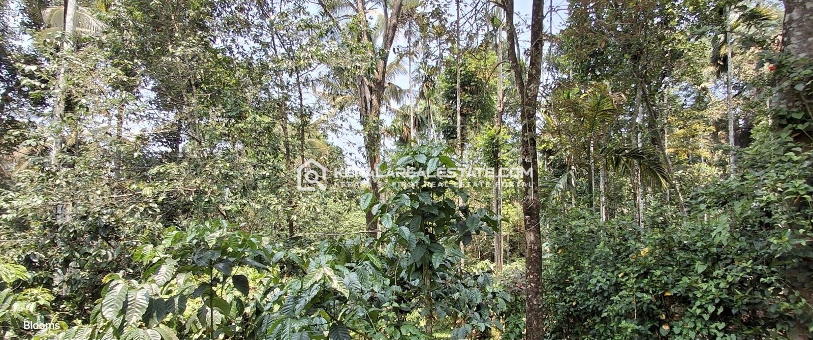 Land for Sale at Krishnagiri, Wayanad