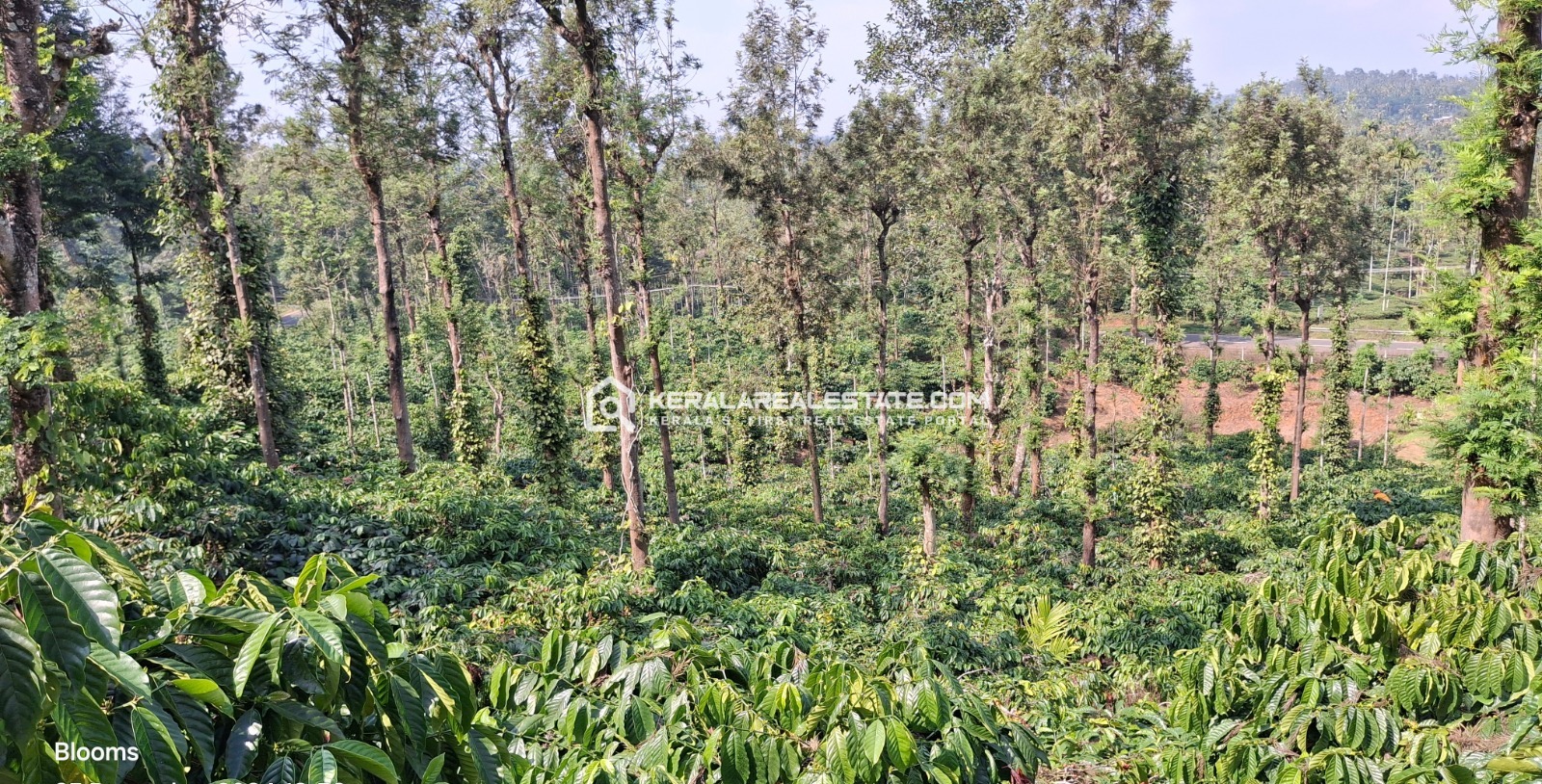 Prime Commercial Property for Sale in Vaduvanchal, Wayanad