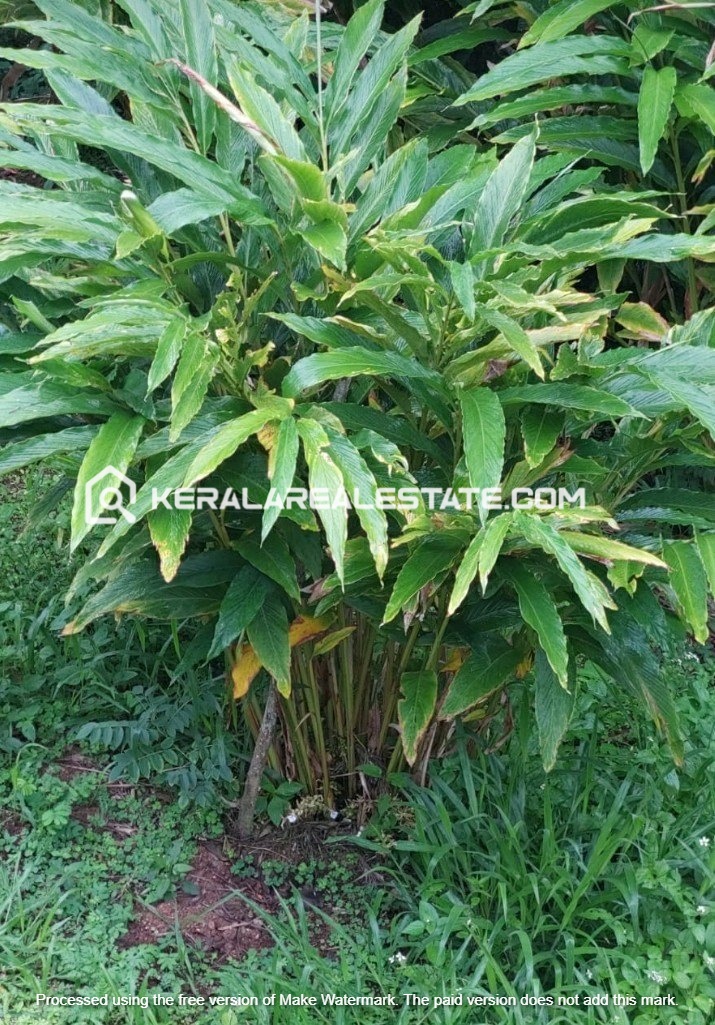 Cardamom Planatation for Sale in Kumily, Idukki