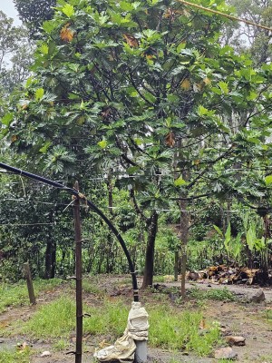 Cardamom Plantation for Sale in Vandamedu, Idukki