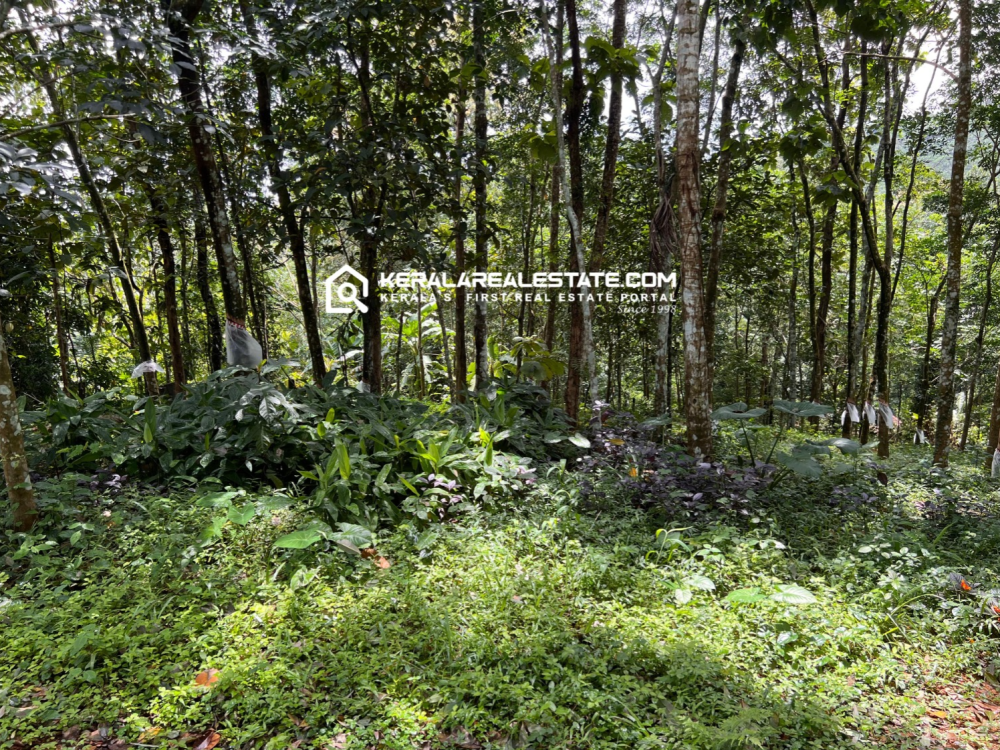 Rubber Plantation for Sale in Koothattukulam, Ernakulam 