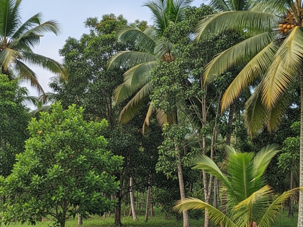 Prime Residential Land for Sale in Payyanur, Kannur