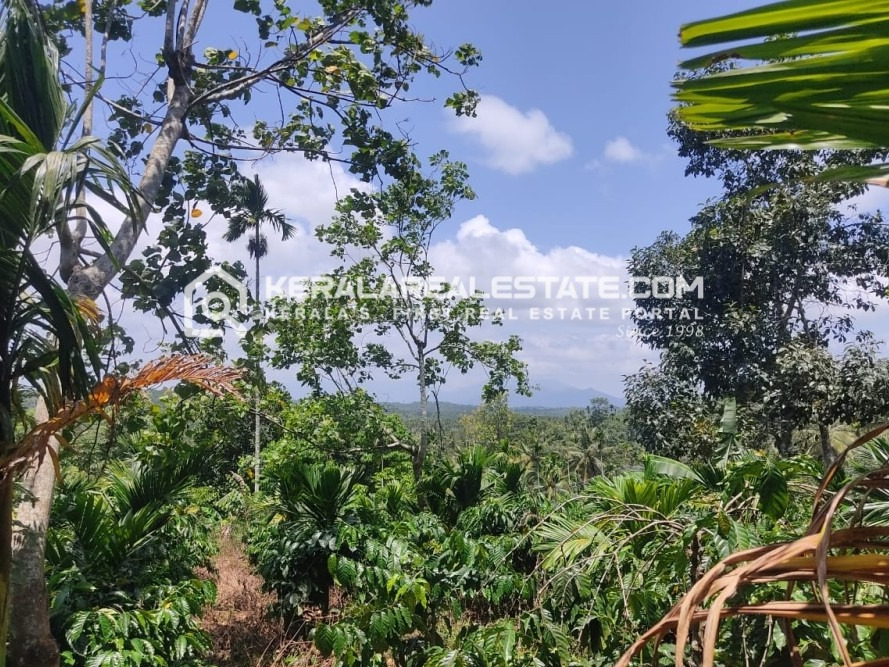 Farm Tourism Land for Sale in Kenichira, Wayanad