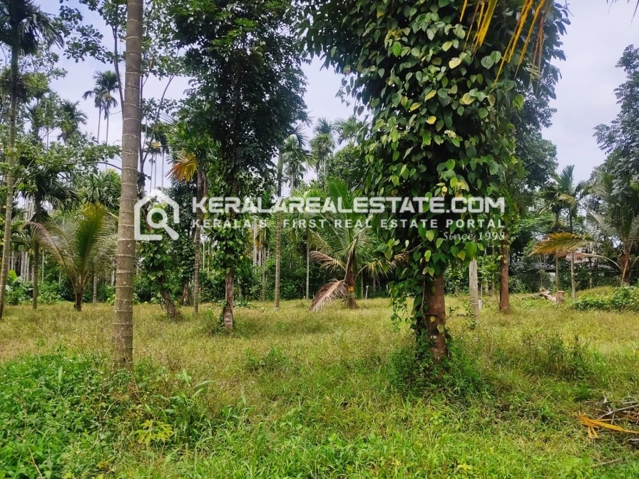 Land for Sale in Kenichira, Wayanad 