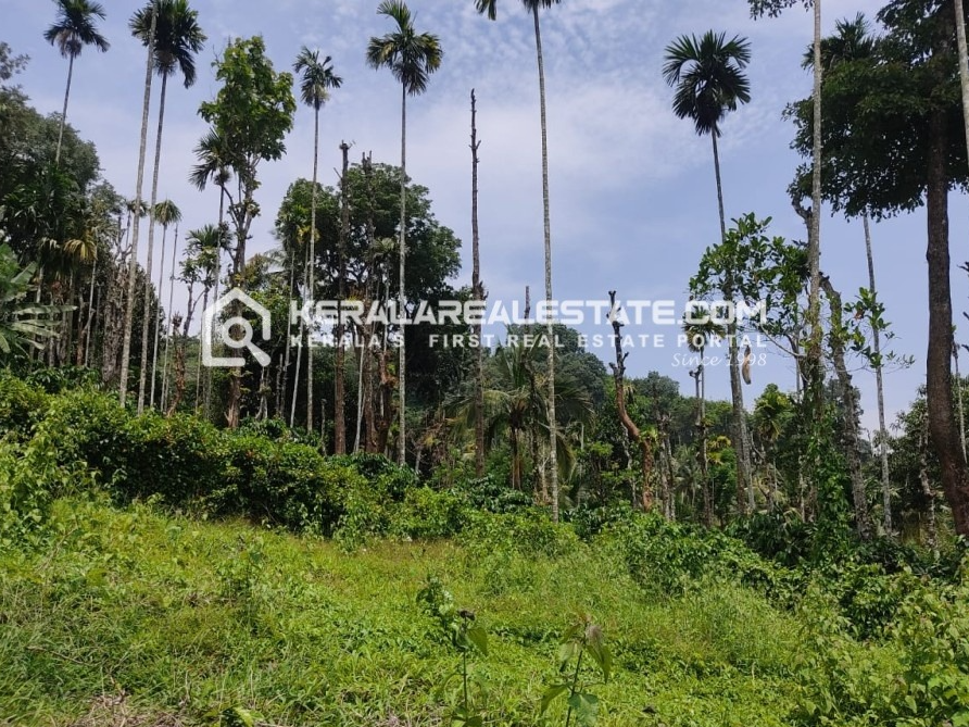 Land for Sale in Nedumbala, Meppadi, Wayanad 