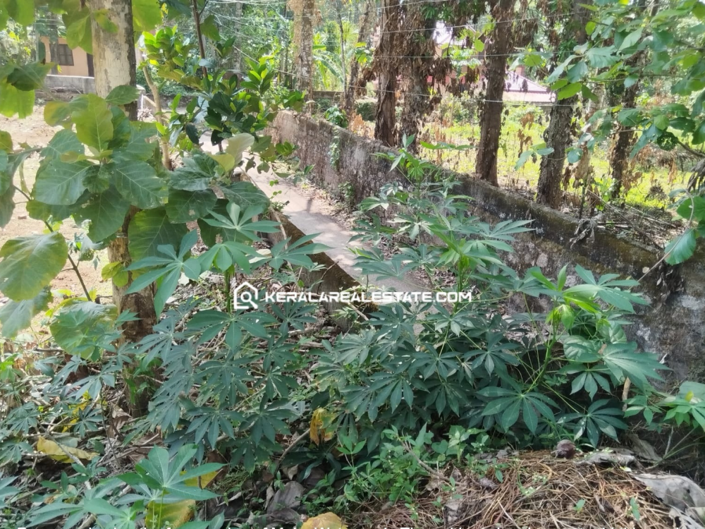 Prime Land for Sale in Kozhencherry, Pathanamthitta