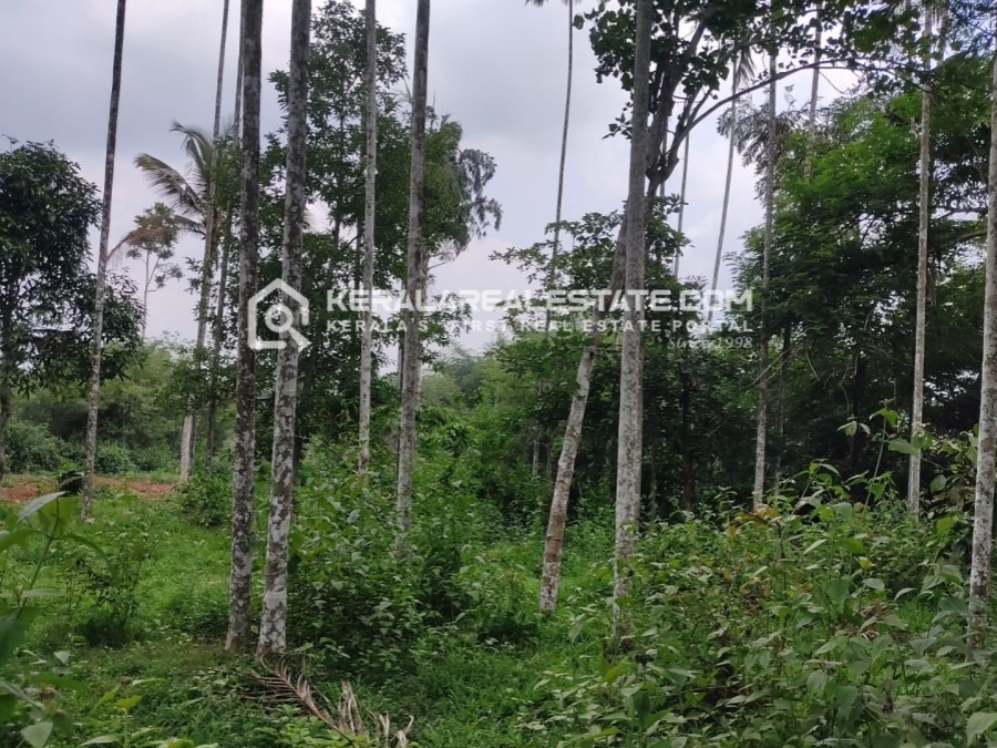 Land for Sale in Nelliyambam, Wayanad