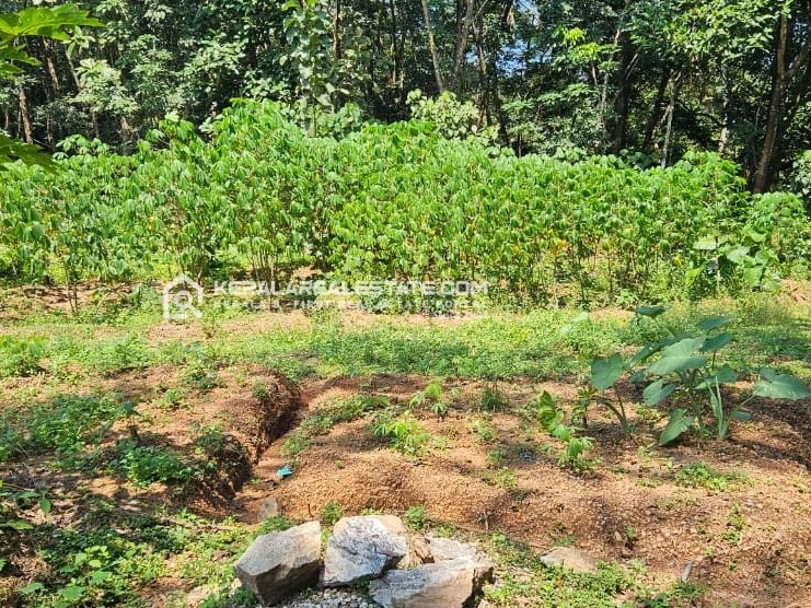 Land for Sale in Nedumpana, Kollam 