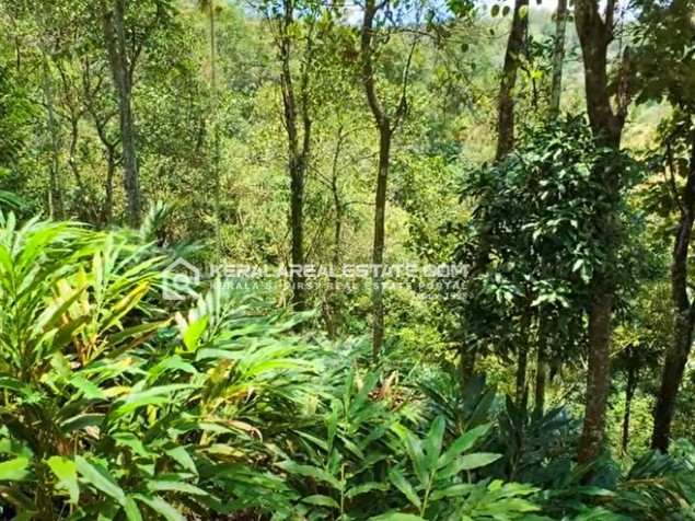 Prime Land for Sale in Idinjamala, Idukki