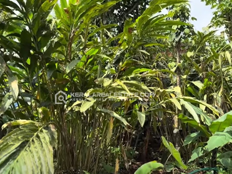 Land with House for Sale for Sale in Pushpagiri, Idukki