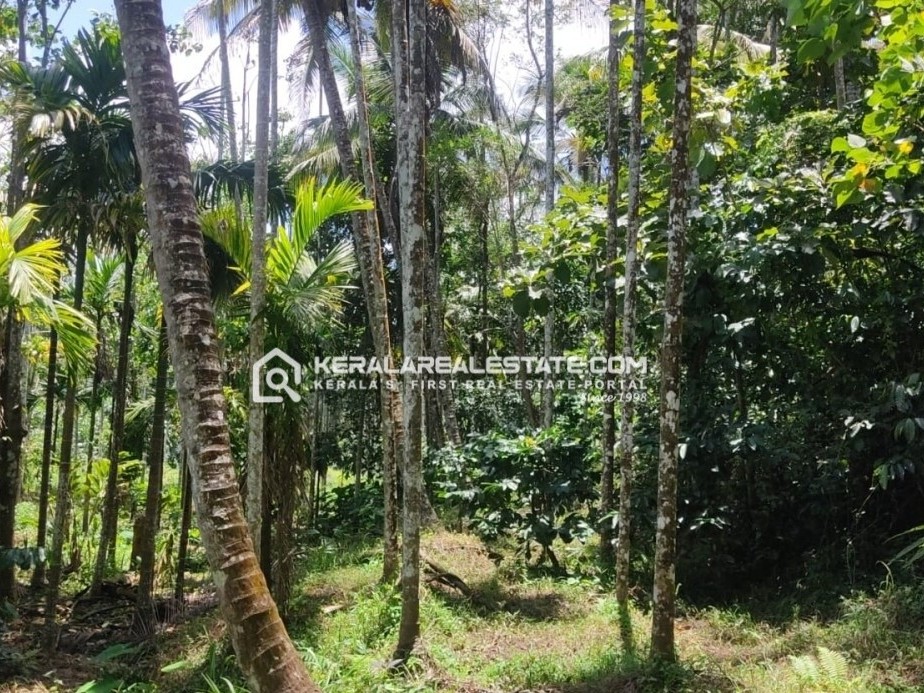 Scenic Land with House for Sale in Irulam, Wayanad 
