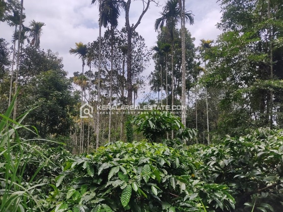 Land for Sale in Choothupara, Wayanad