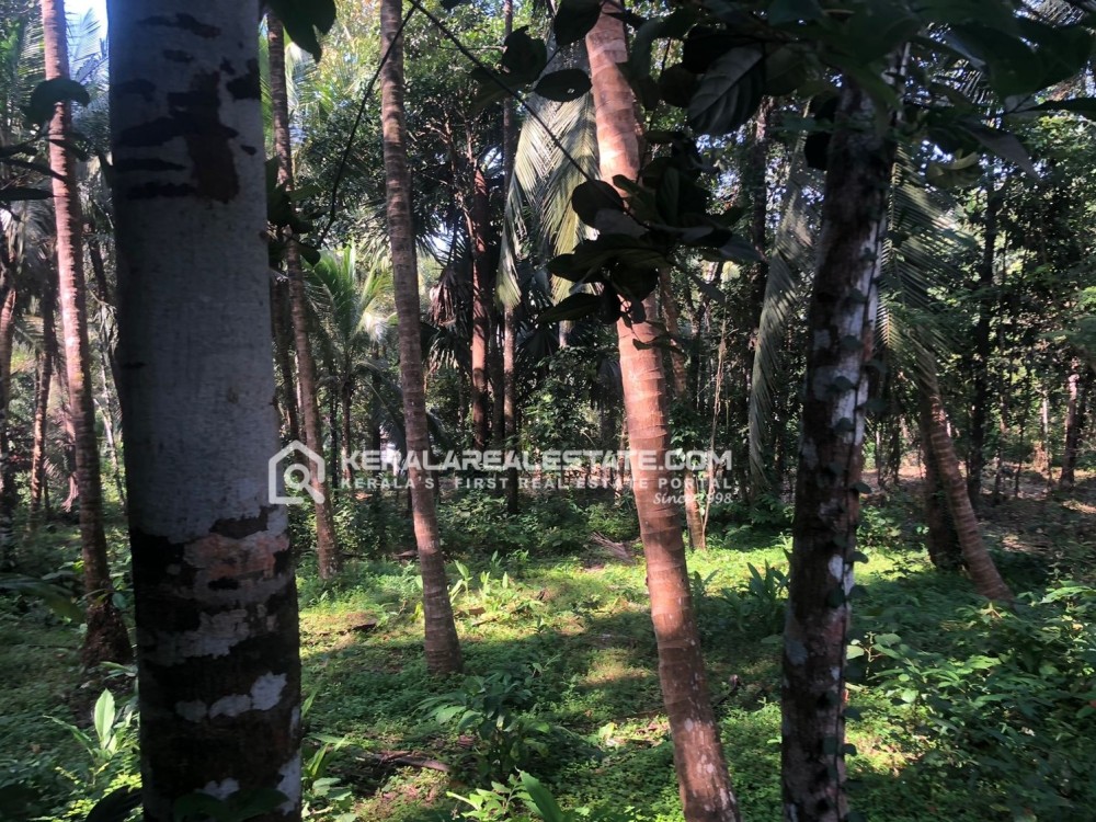 Residential Land for Sale in Balussery, Calicut