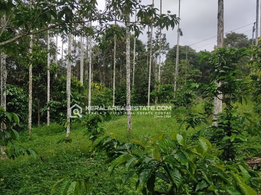 Land Suitable Resort / Farmhouse for Sale in Vadakkanad, Sulthan Bathery, Wayanad