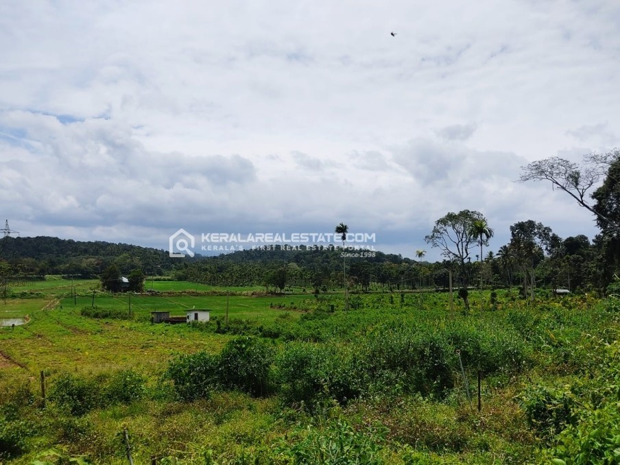 Scenic Paddy - Side Plot for Sale in Neervaram, Wayanad