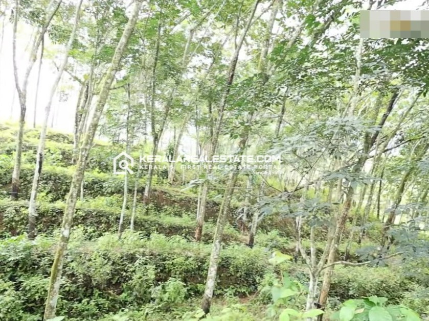 Rubber Plantation for Sale in Vithura, Trivandrum