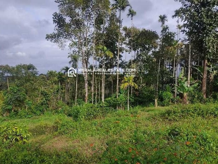 Land for Sale in Palakkamoola, Meenangadi, Wayanad