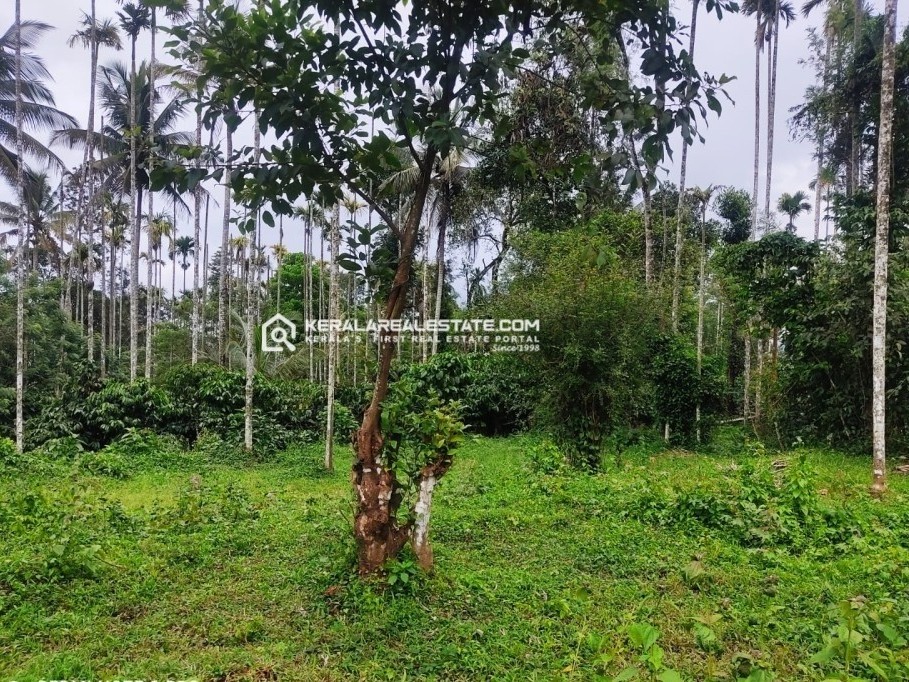 Prime Land for Sale in Kariyambadi, Wayanad