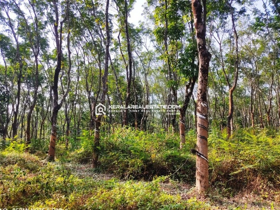 Land for Sale in Cheengode, Wayanad